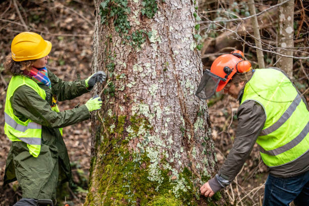Best Emergency Tree Removal  in Anna, TX